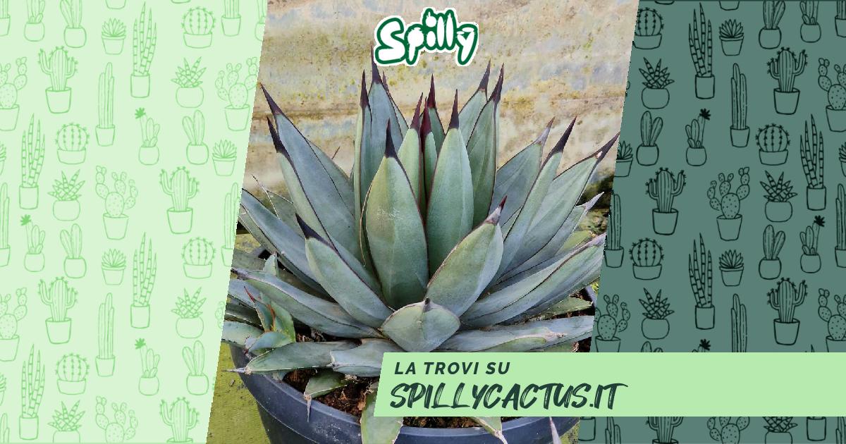 Agave romanii | piante grasse a casa tua