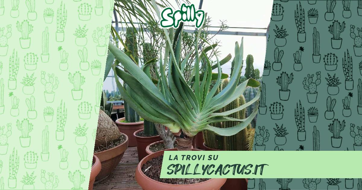 Aloe plicatilis - vendita piante rare online