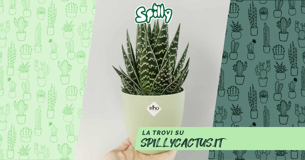 SpillyCactus: Aloe 'Tiki Thai' | vendita piante succulente online