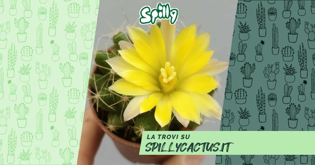 PFIFF Guanto Per La Pulizia Del Mantello Del Cavallo - Cactus - Giallo - Doppio Lato In Sisal E Tessuto - copertina