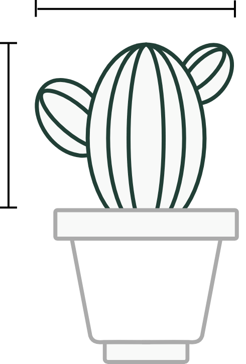 Dimensioni Echinopsis hybrid magenta