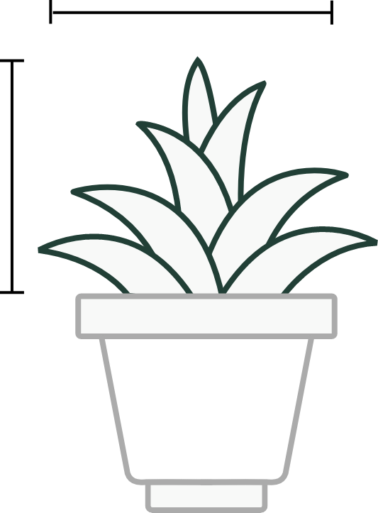 Dimensioni Beaucarnea recurvata (pianta mangiafumo)