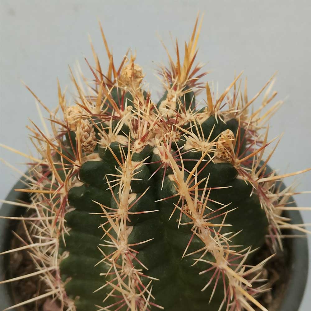 Thelocactus bicolor