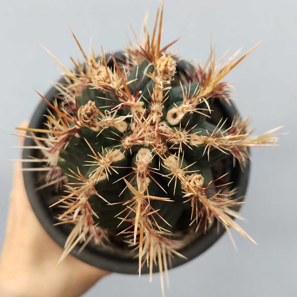 Thelocactus bicolor pianta
