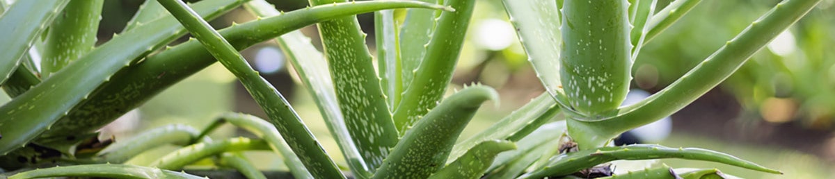 Aloe vera: coltivazione e cura della pianta in casa e in giardino