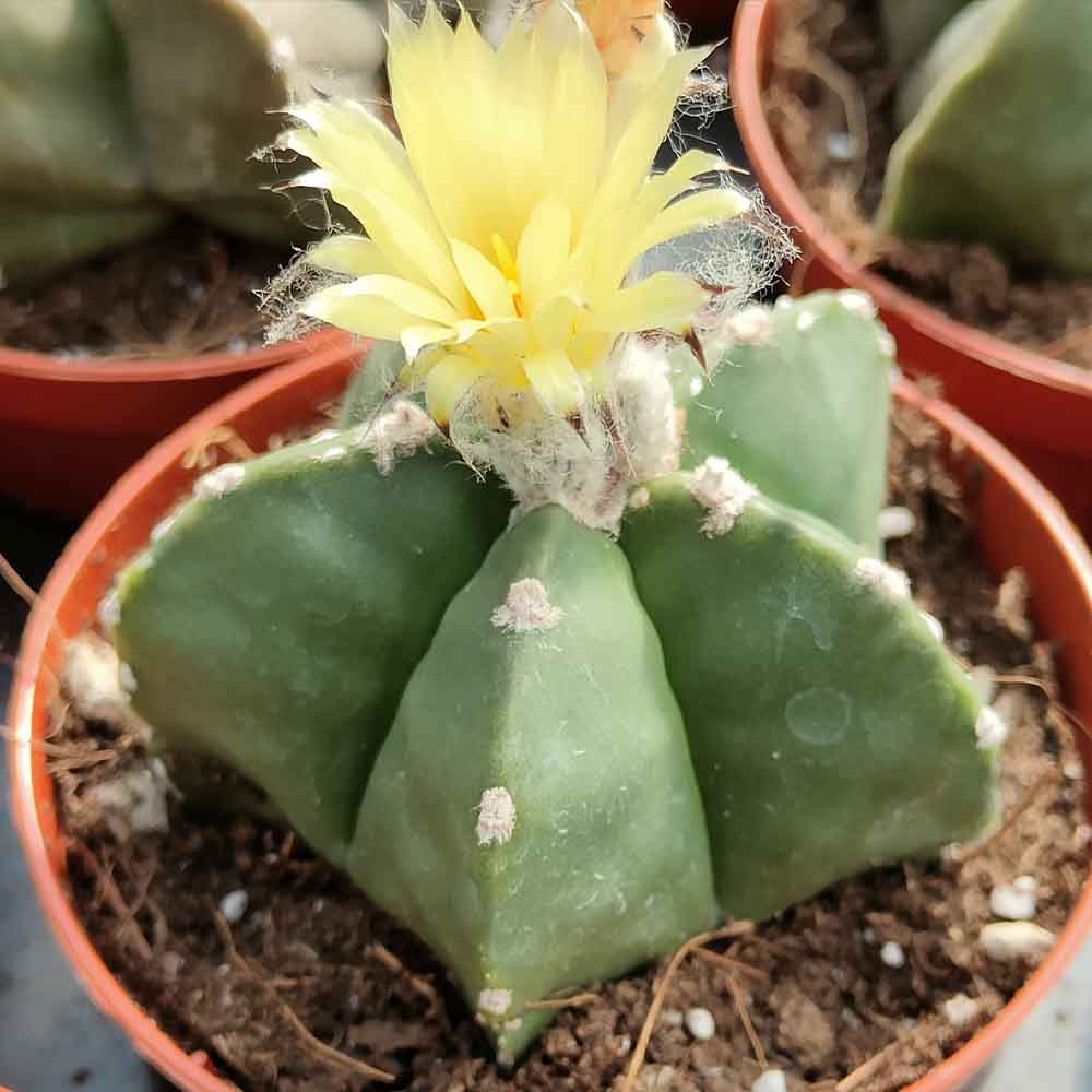 astrophytum myriostigma nudum cactus