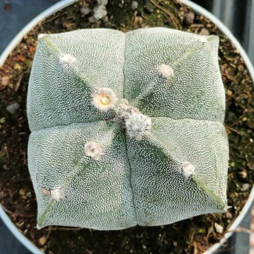 astrophytum myriostigma quadricostato cactus