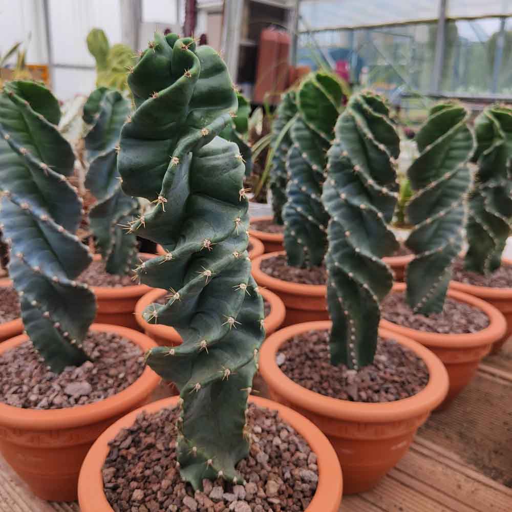 cereus spiralis cactus