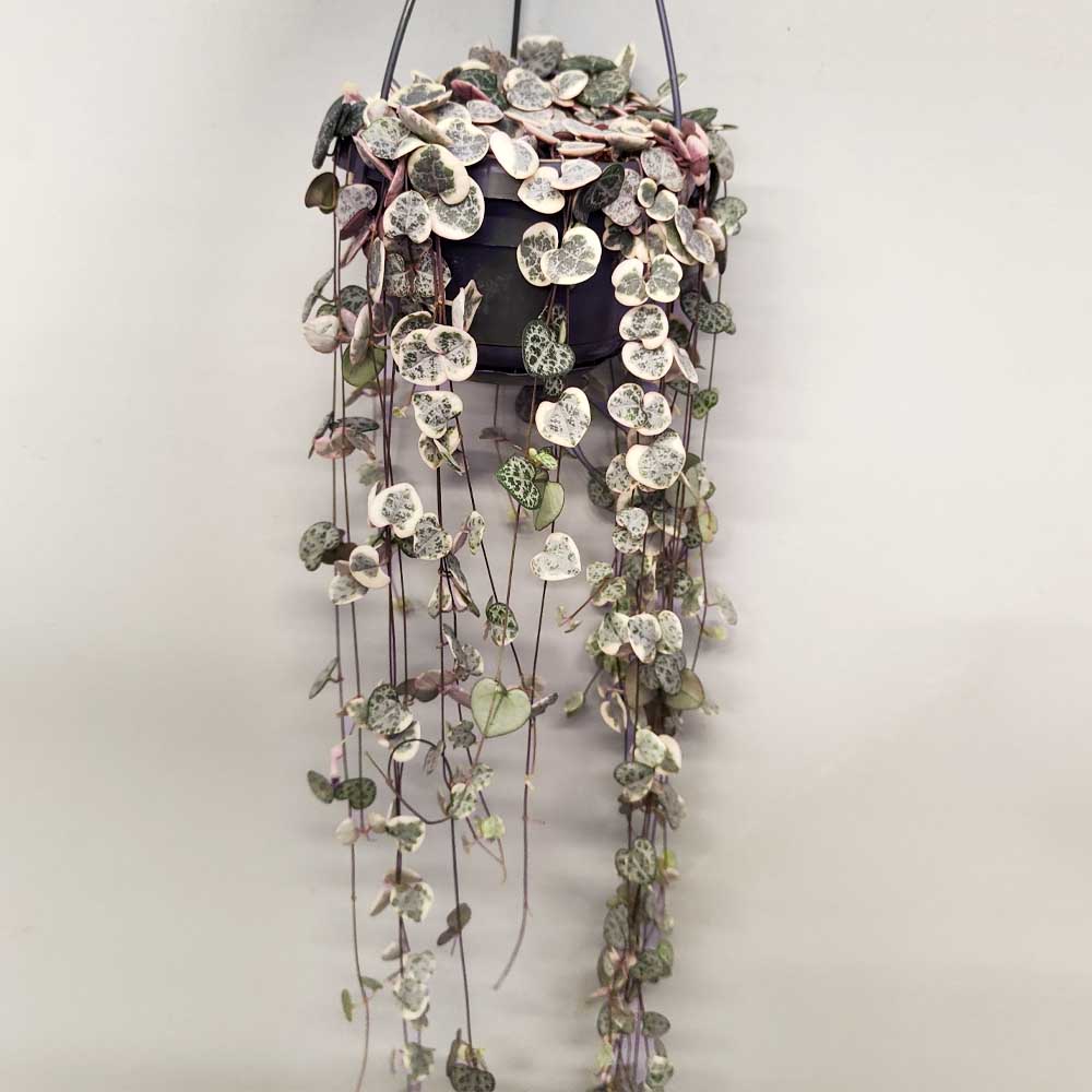 ceropegia woodii variegata basket