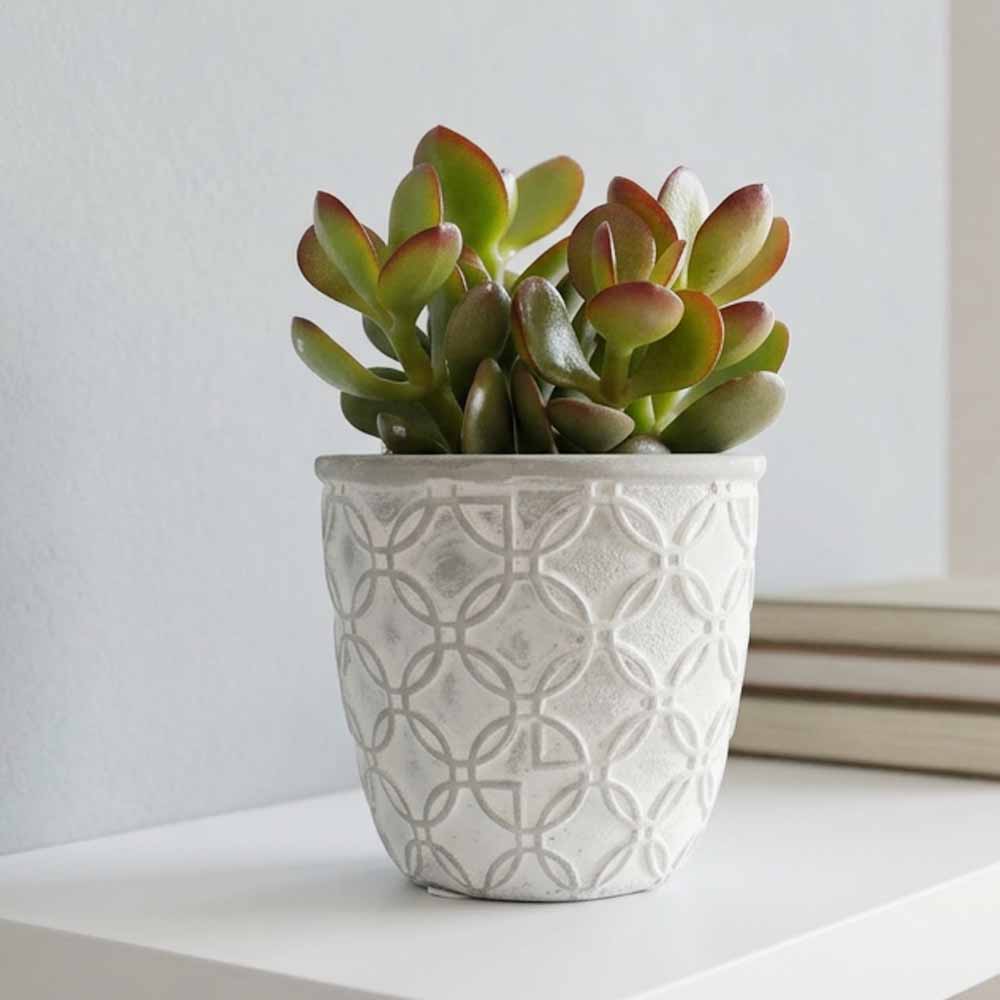 crassula ovata minor vaso decor