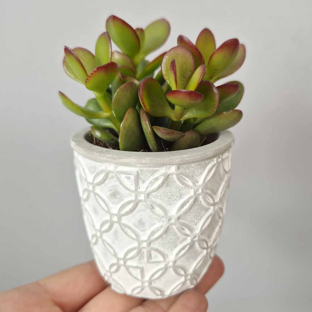 crassula ovata minor vaso design