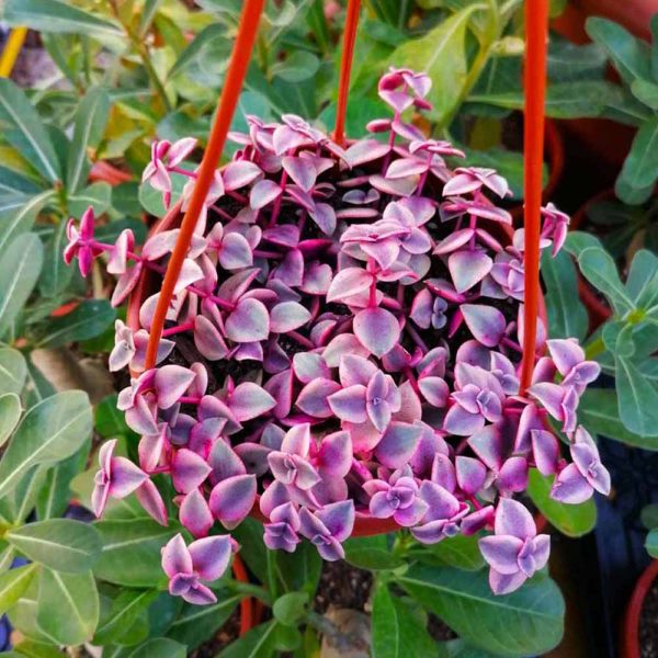 crassula pellucida marginato variegata