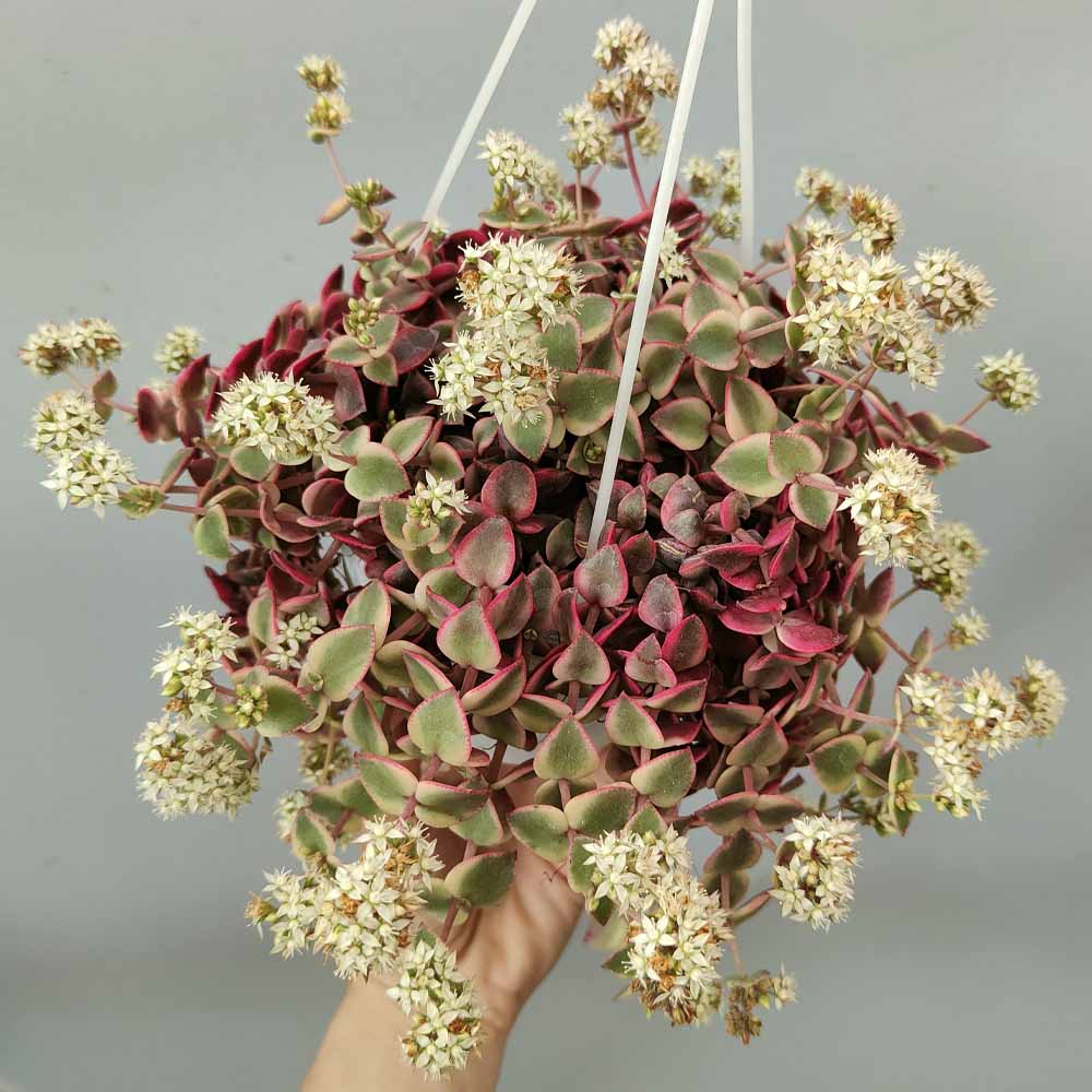 crassula pellucida variegata