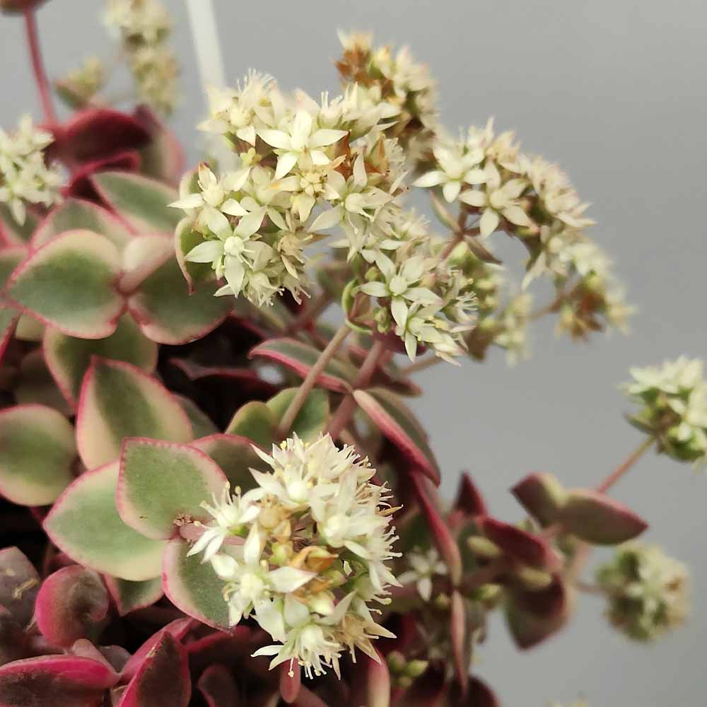 crassula pellucida variegata fiore