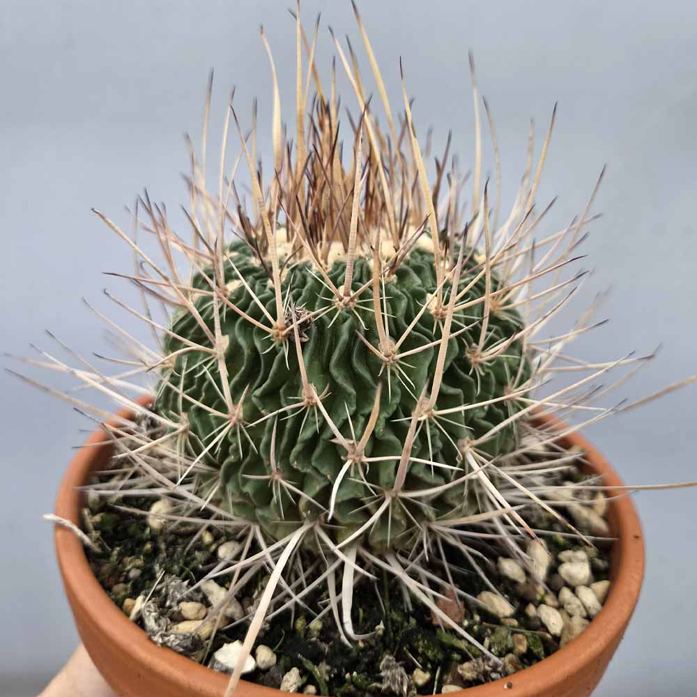 echinofossulocactus