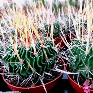 echinofossulocactus lloydii pianta