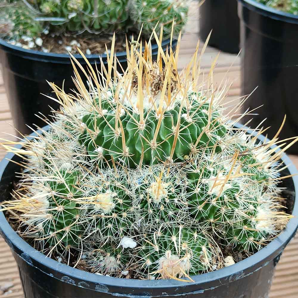 echinofossulocactus pianta cactus