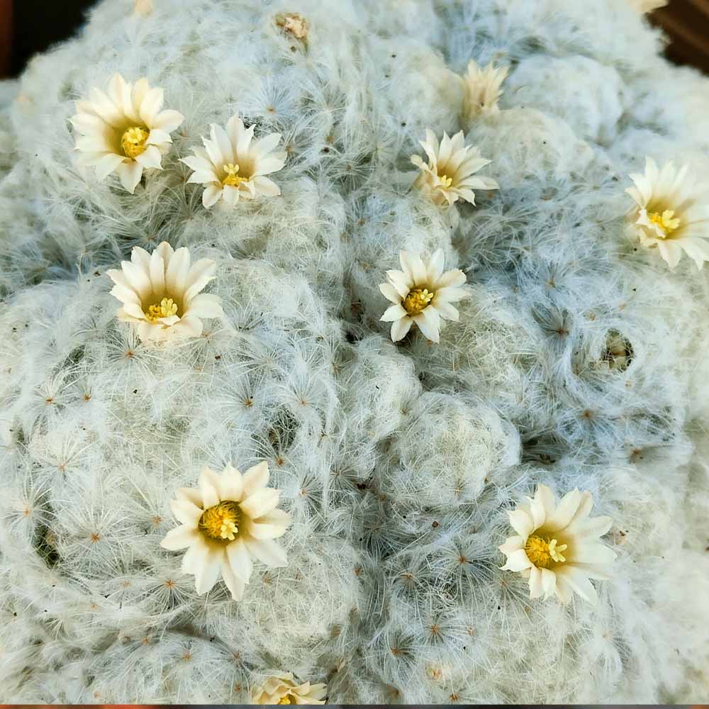 mammillaria plumosa fiore