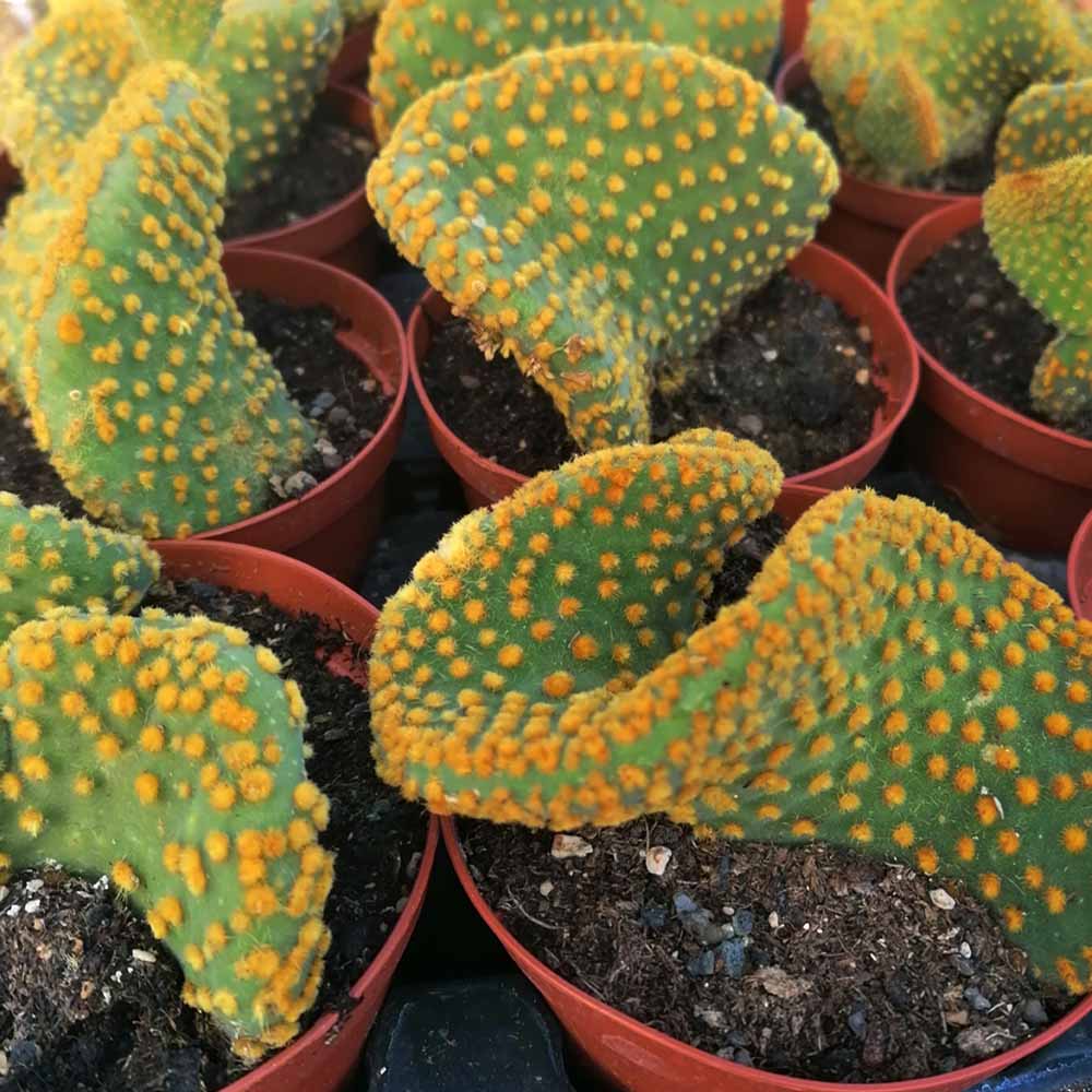 opuntia microdasys ondulata pianta
