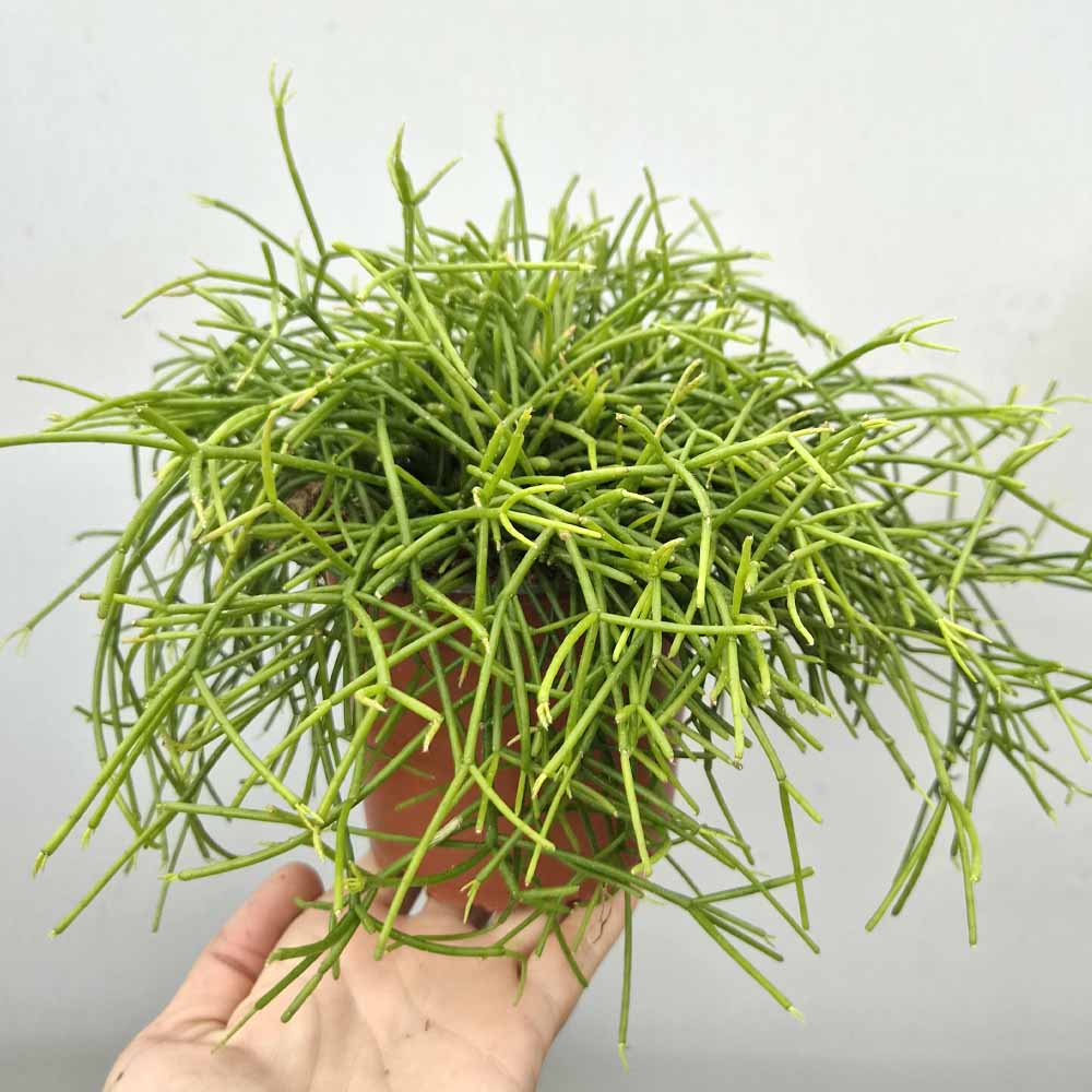 rhipsalis baccifera cactus