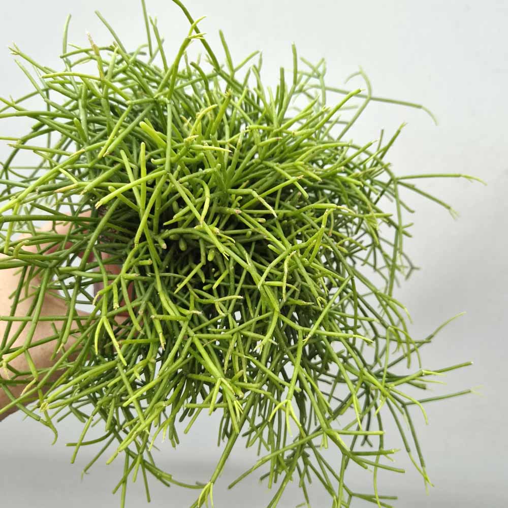 rhipsalis baccifera pianta grassa