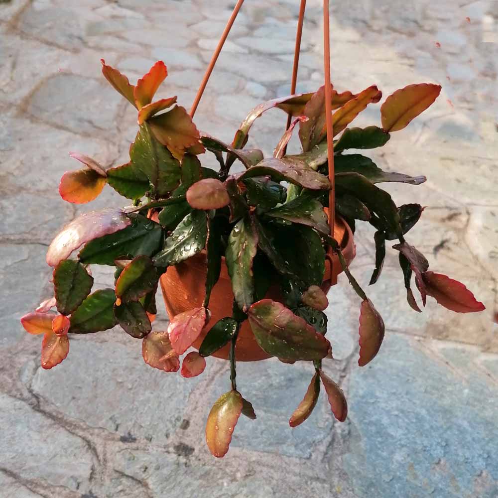 rhipsalis rhombea pianta