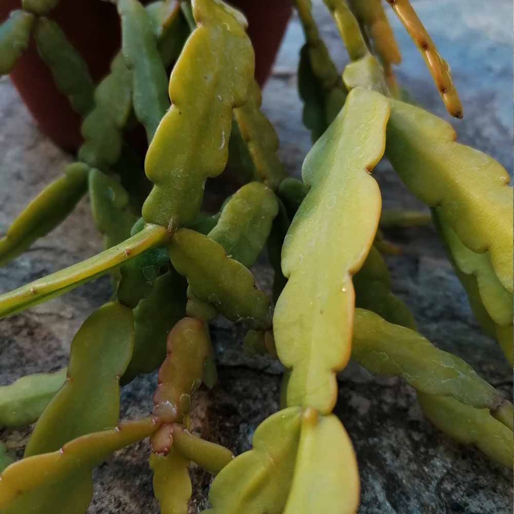 Rhipsalis micrantha roseana