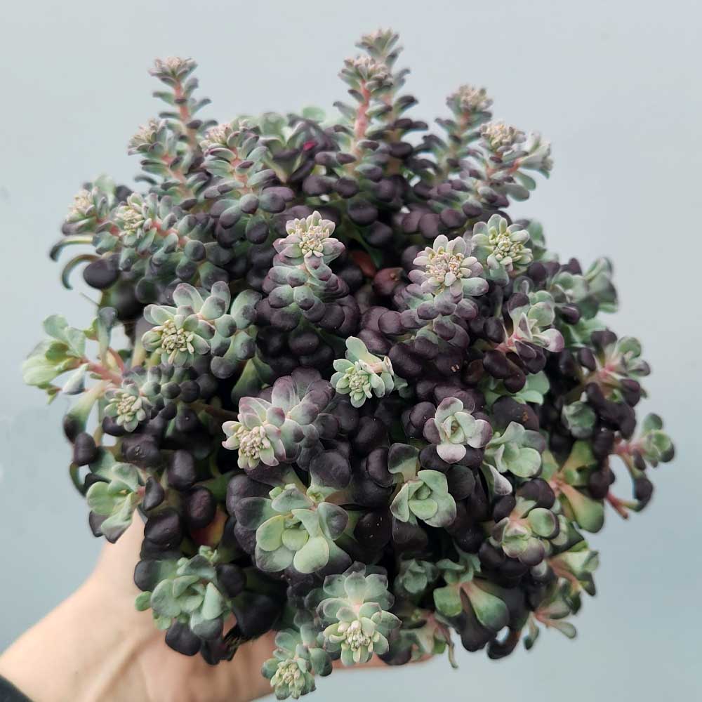 sedum cape blanco