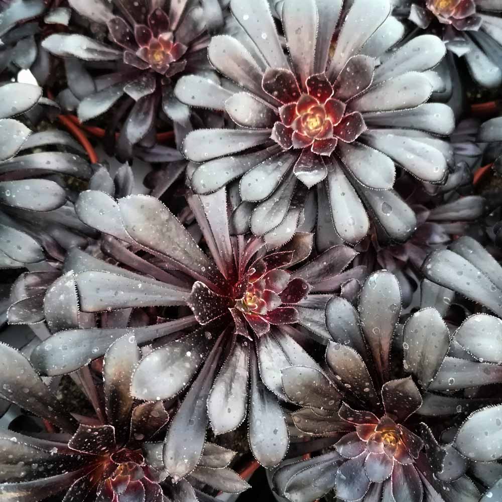 Aeonium zwartkop
