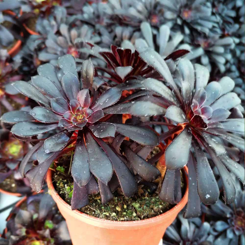 Aeonium zwartkop pianta