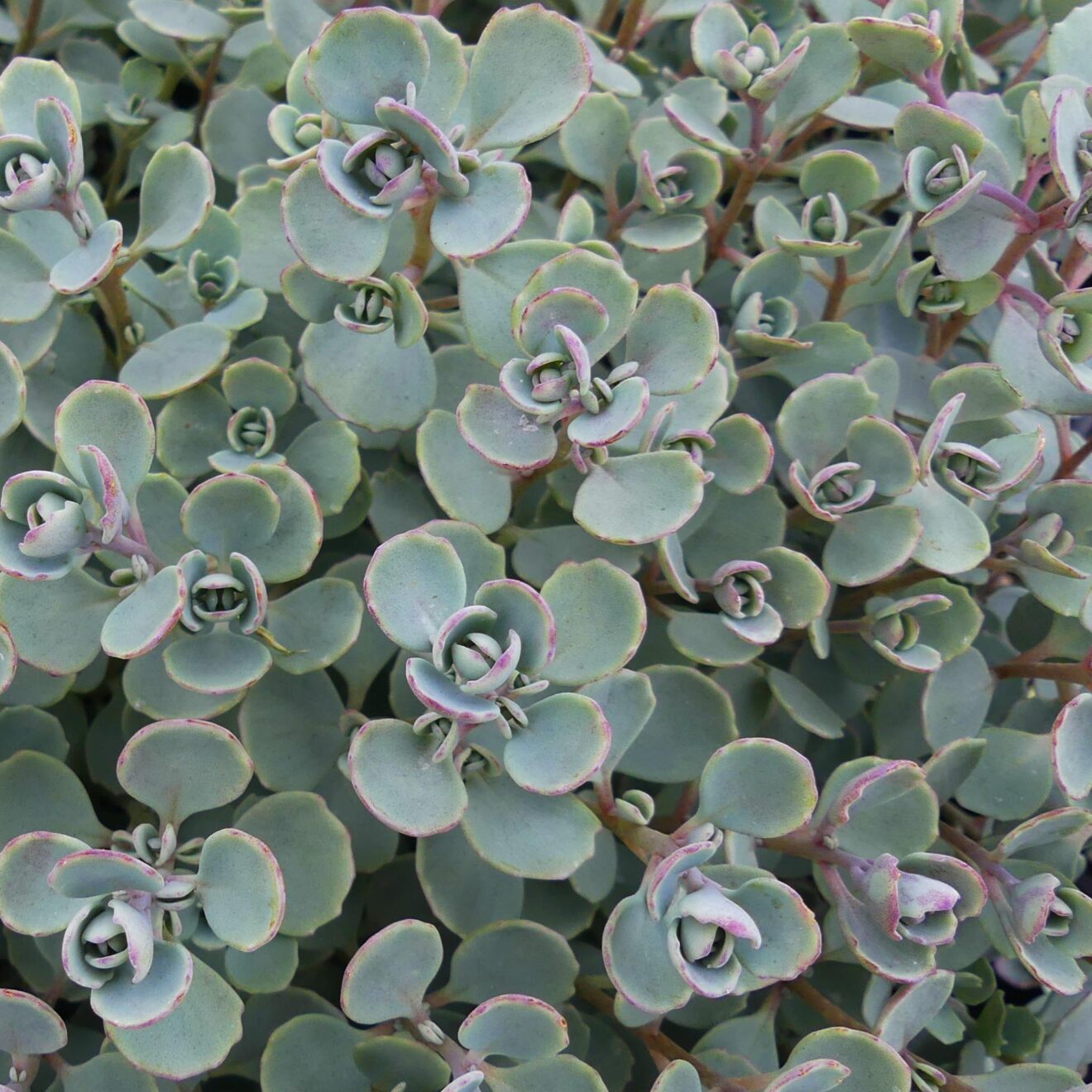 Sedum Cauticola Coca Cola sedum-cauticola-coca-cola
