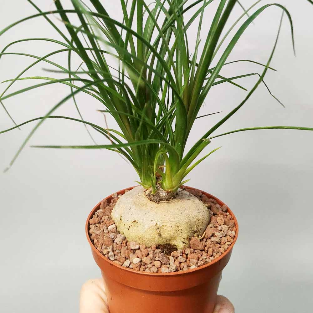 baby nolina pianta