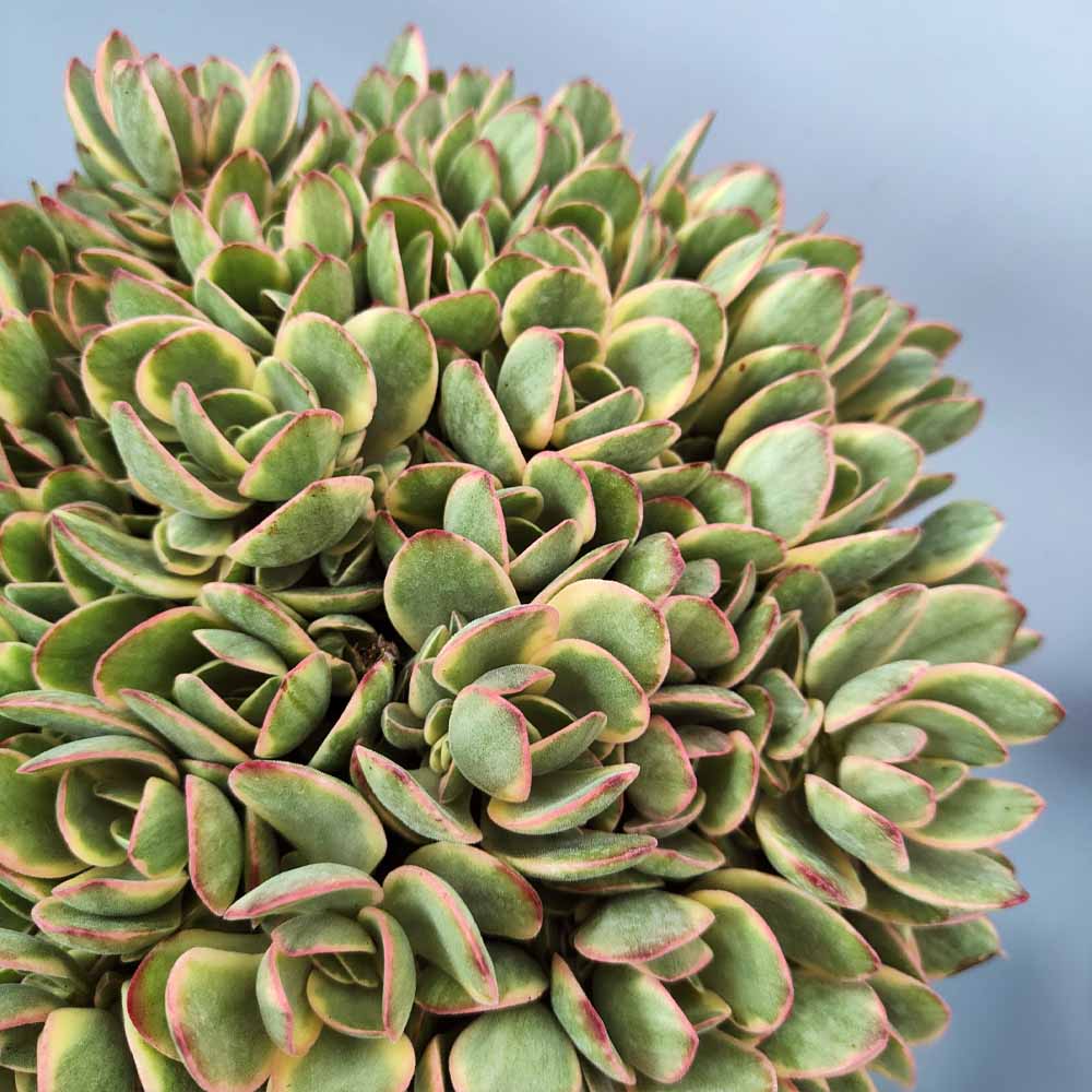 Plant in a Box - Miscela di Mini Succulente - Miscela di 6 Pezzi di Succulente - Piante Vere - Decorative e Facili da Curare - Vaso 5,5cm - Altezza 5-10cm