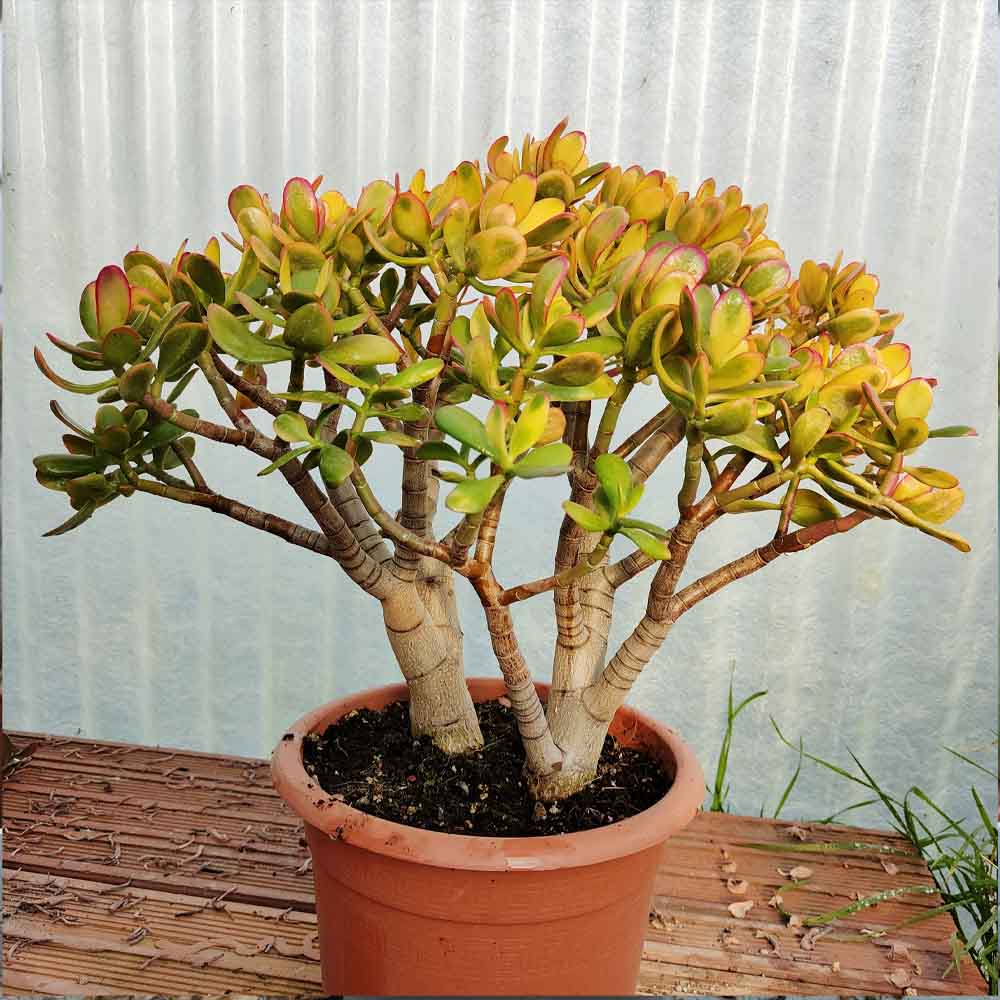 crassula ovata tricolor bonsai