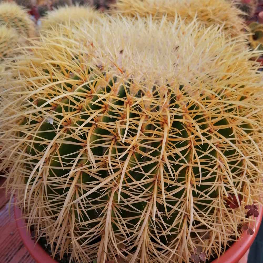 echinocactus grusoni