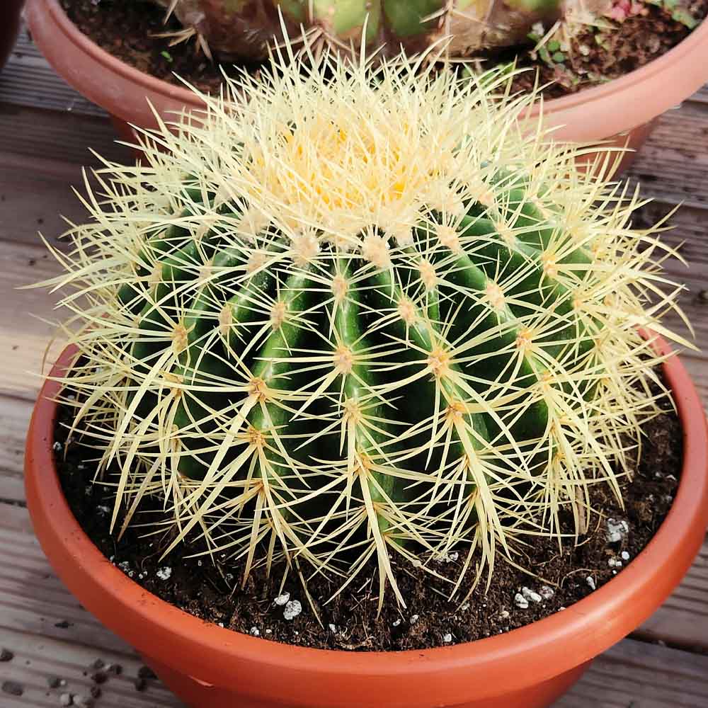 cactus-artificiale-cuscino-della-suocera-verde-giallo-45-cm