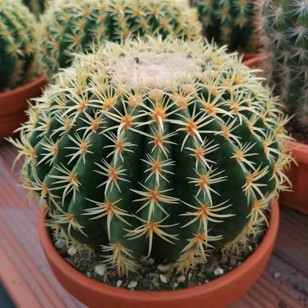 Echinocactus Grusonii (Cuscino Della Suocera) In Vaso Diametro 25 Cm, Pianta Grassa Vera, Mondonatura SRL