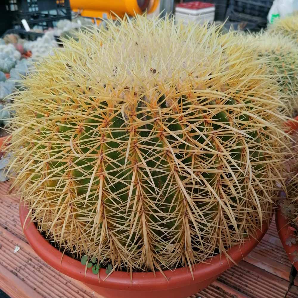 echinocactus grusonii pianta