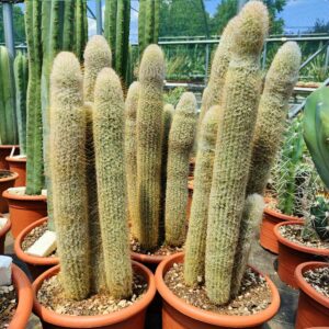 espostoa dybowskii cactus