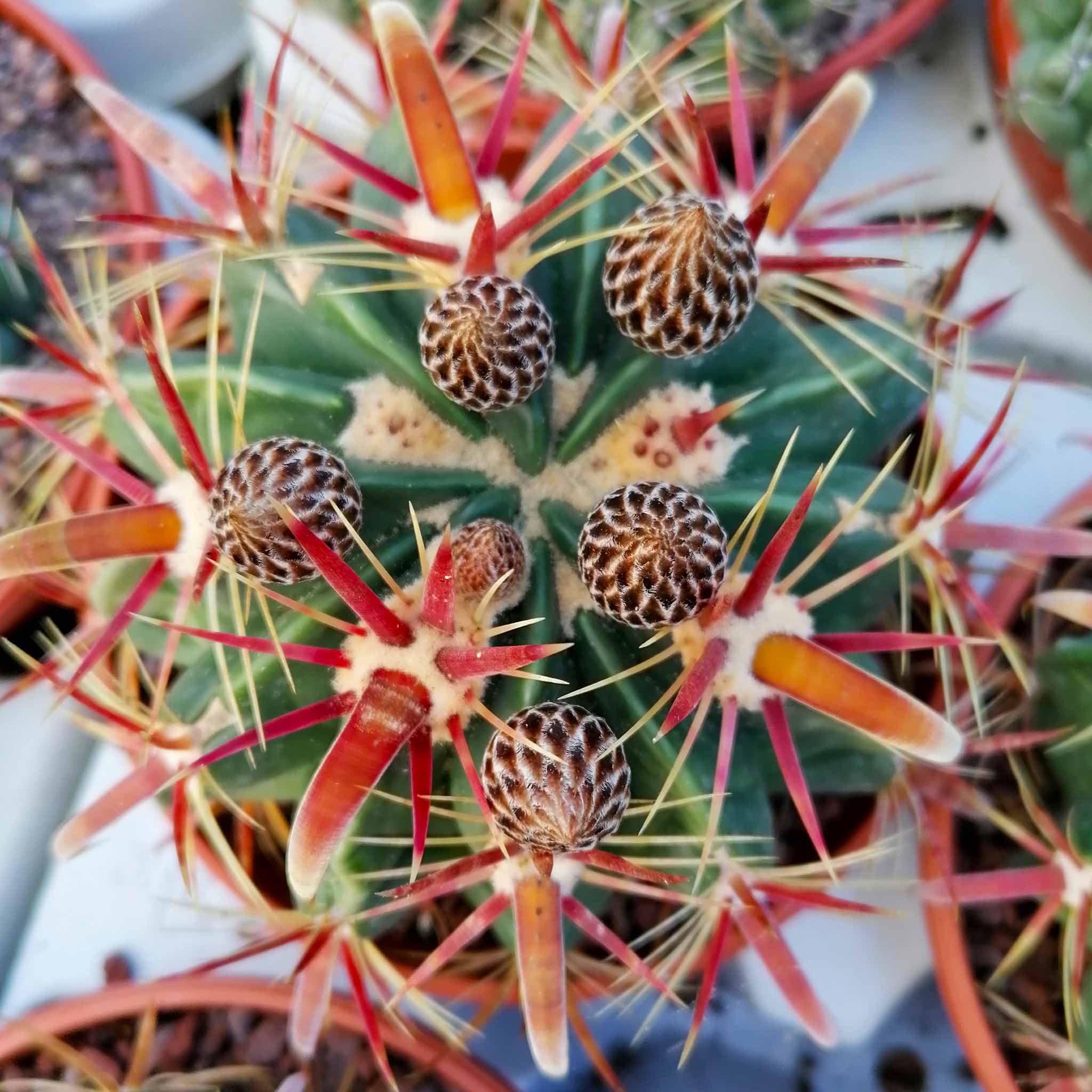 Ferocactus latispinus