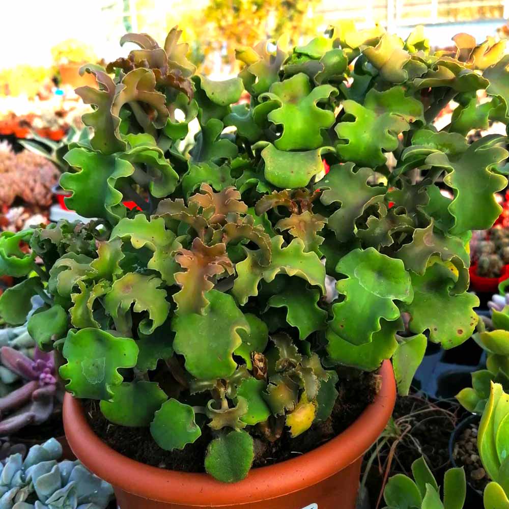 Kalanchoe beharensis f nuda cv nana (twisted plant)