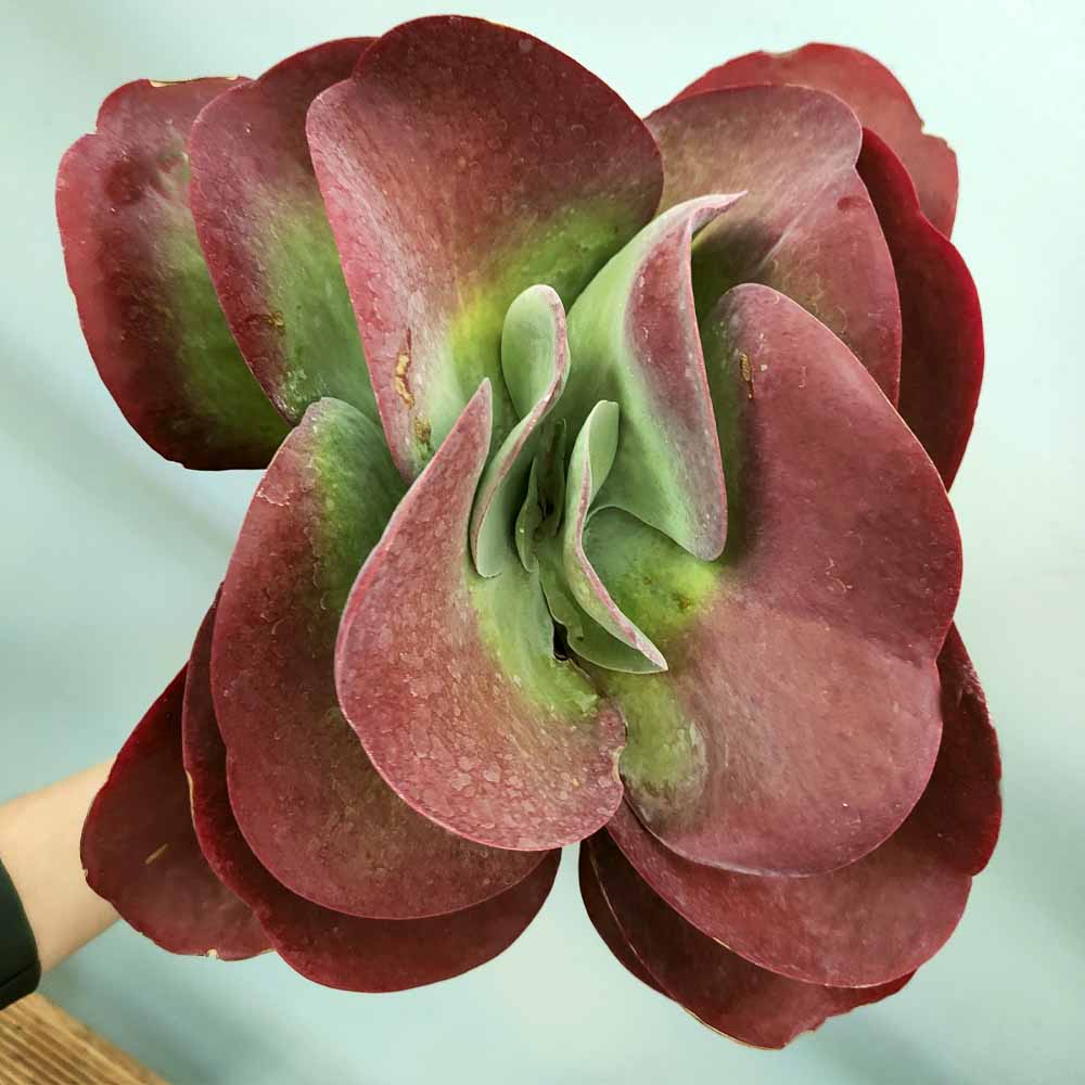 kalanchoe thyrsiflora pianta grassa