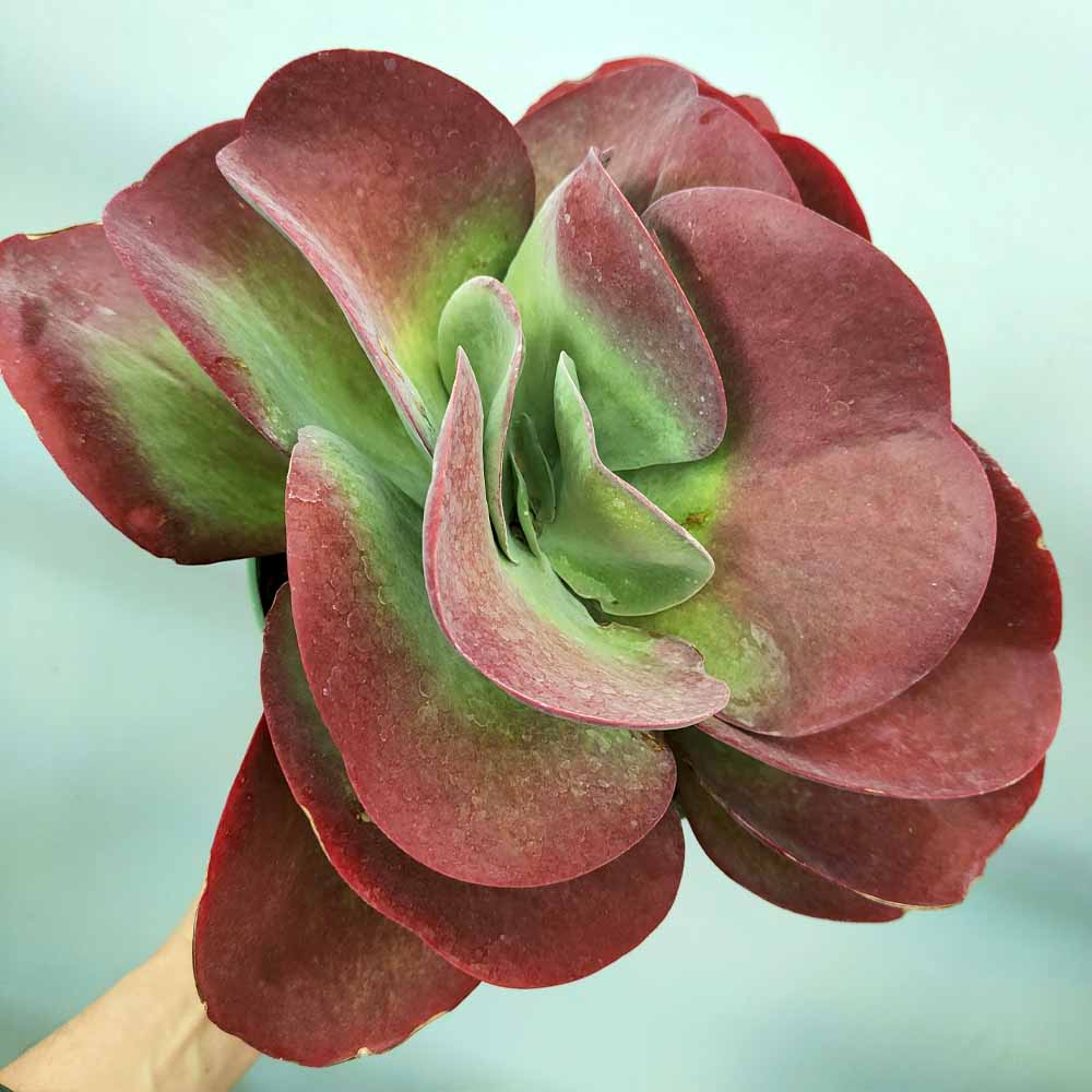 kalanchoe thyrsiflora succulente