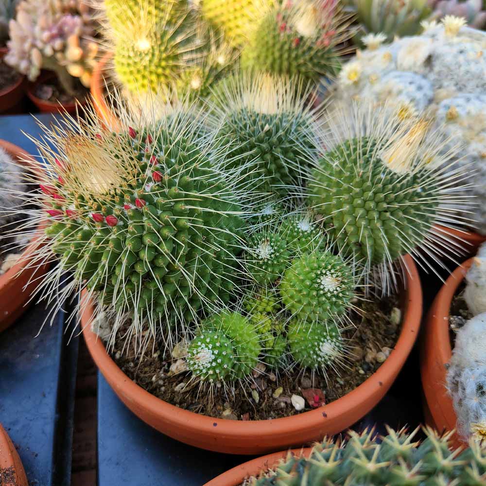 mammillaria spinosissima cv pico cactus