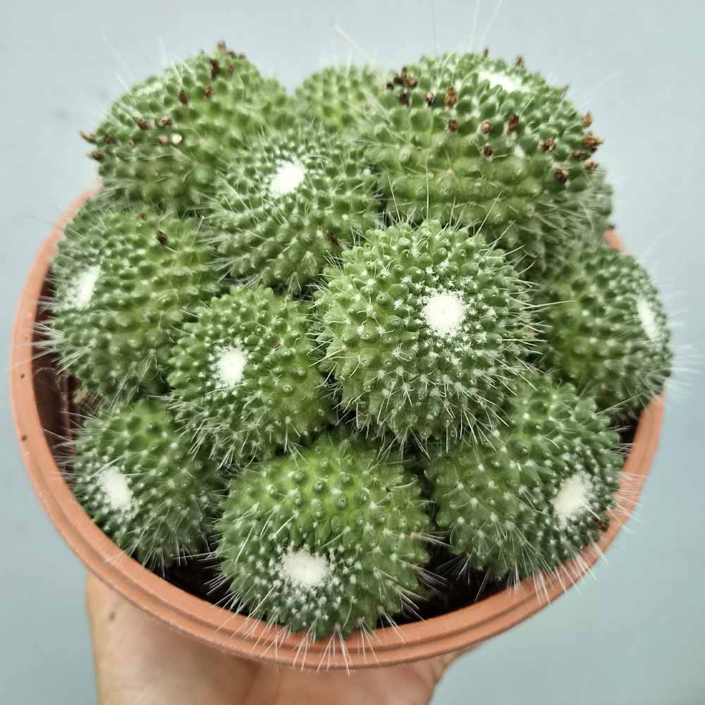 mammillaria spinosissima un pico
