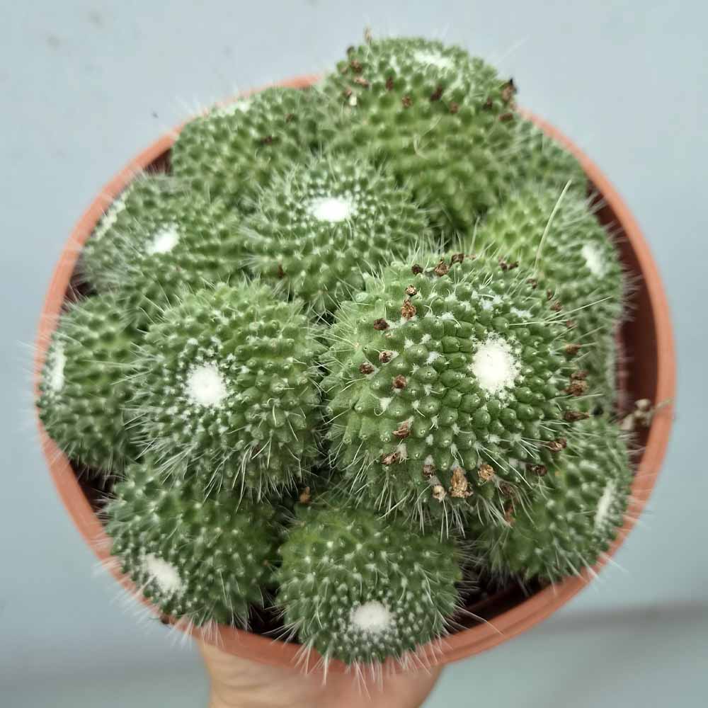 mammillaria spinosissima un pico accestita