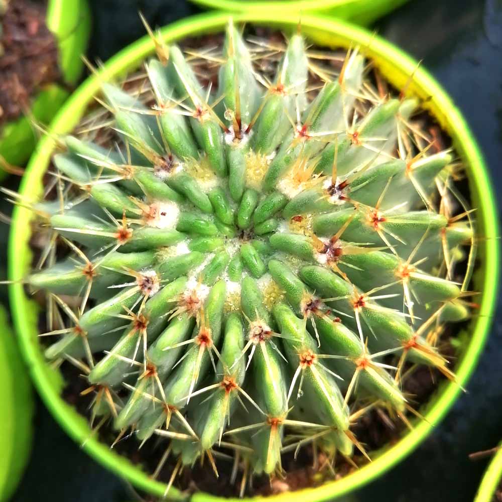 Notocactus buiningii