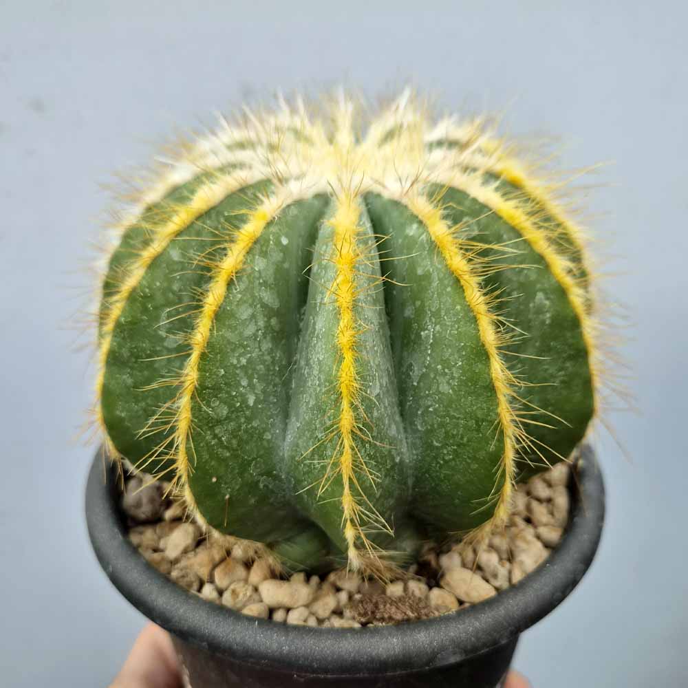 notocactus magnificus succulent