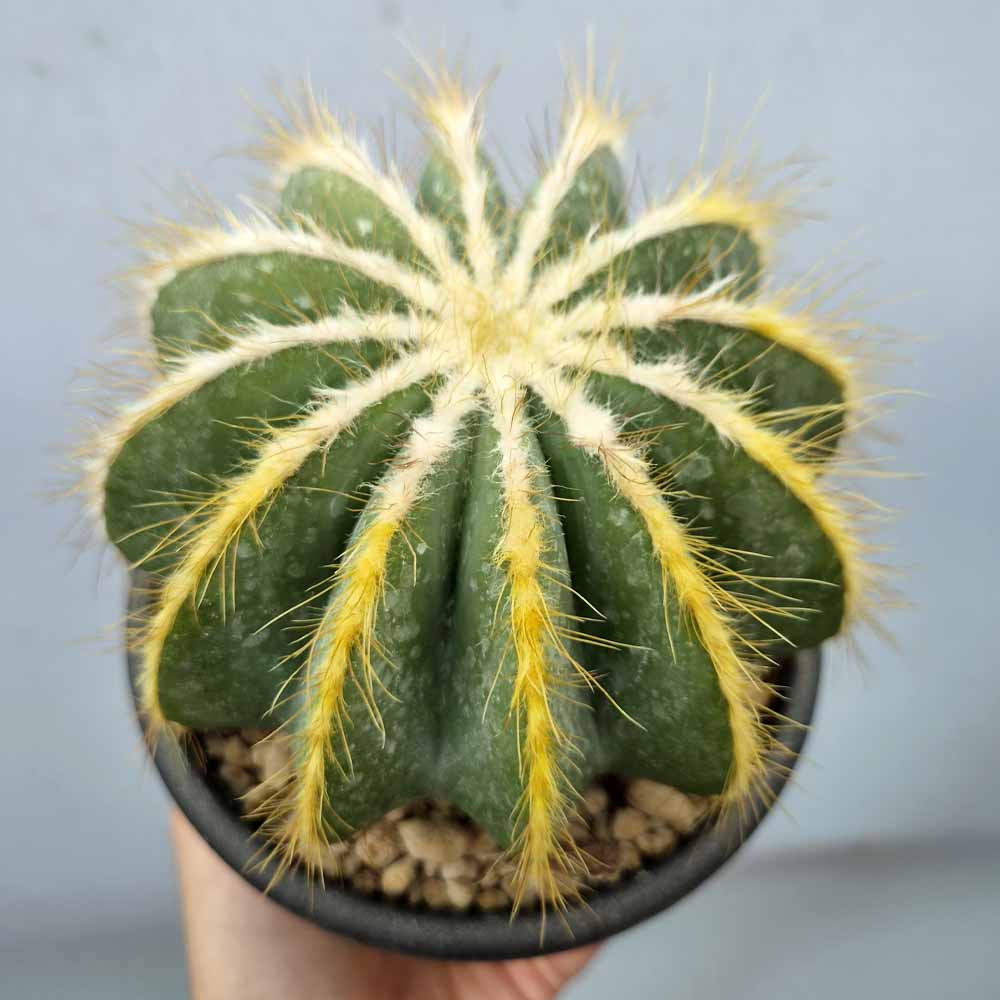 notocactus magnificus succulenta