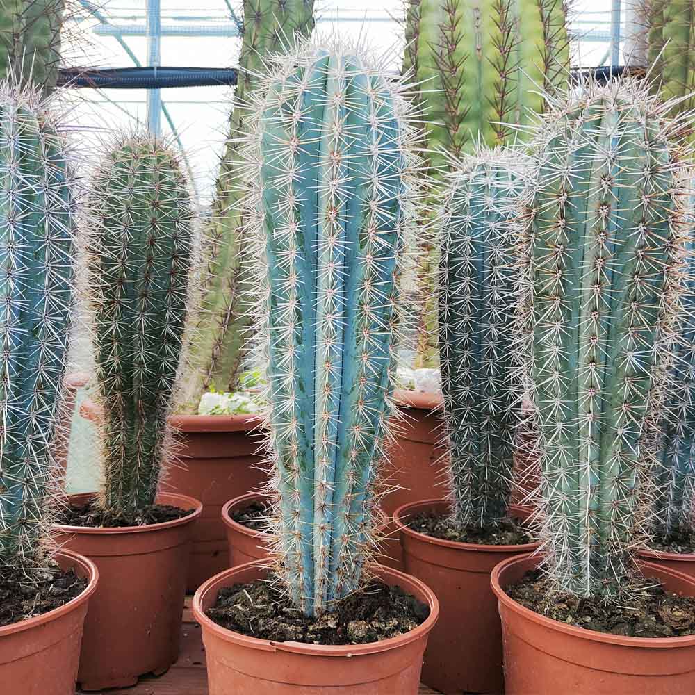 pachycereus pringlei cactus